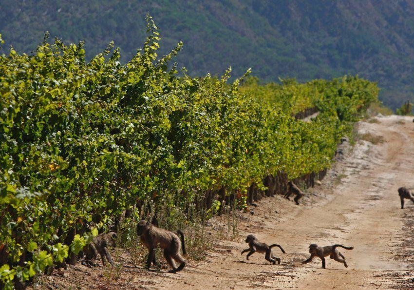 Виноградники ЮАР
